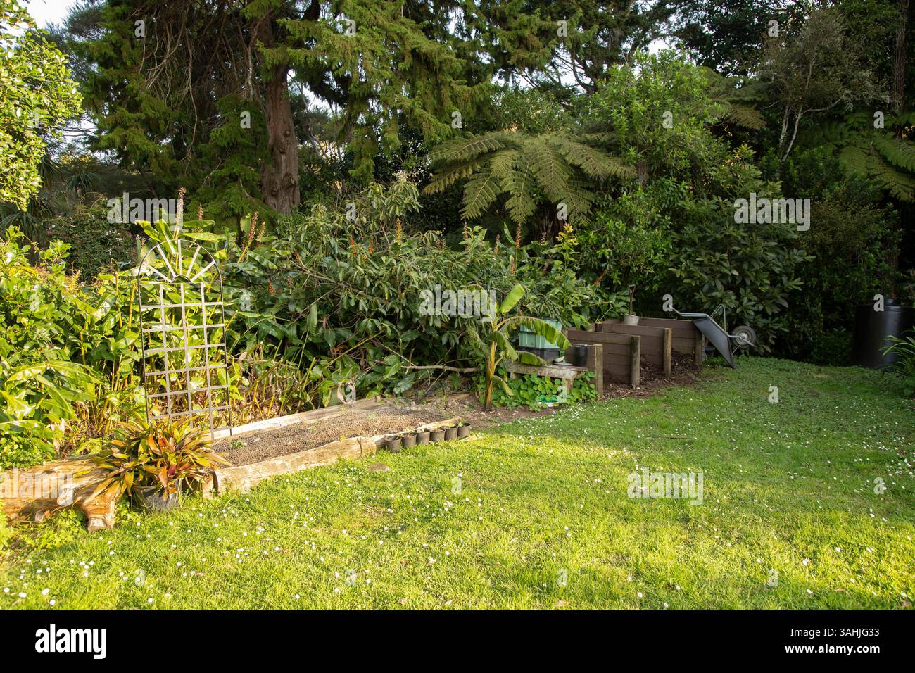 Lussureggiante giardino con letti rialzati, trellis e una varietà di piante verdi sotto la luce del sole. Auckland, nuova Zelanda Foto Stock