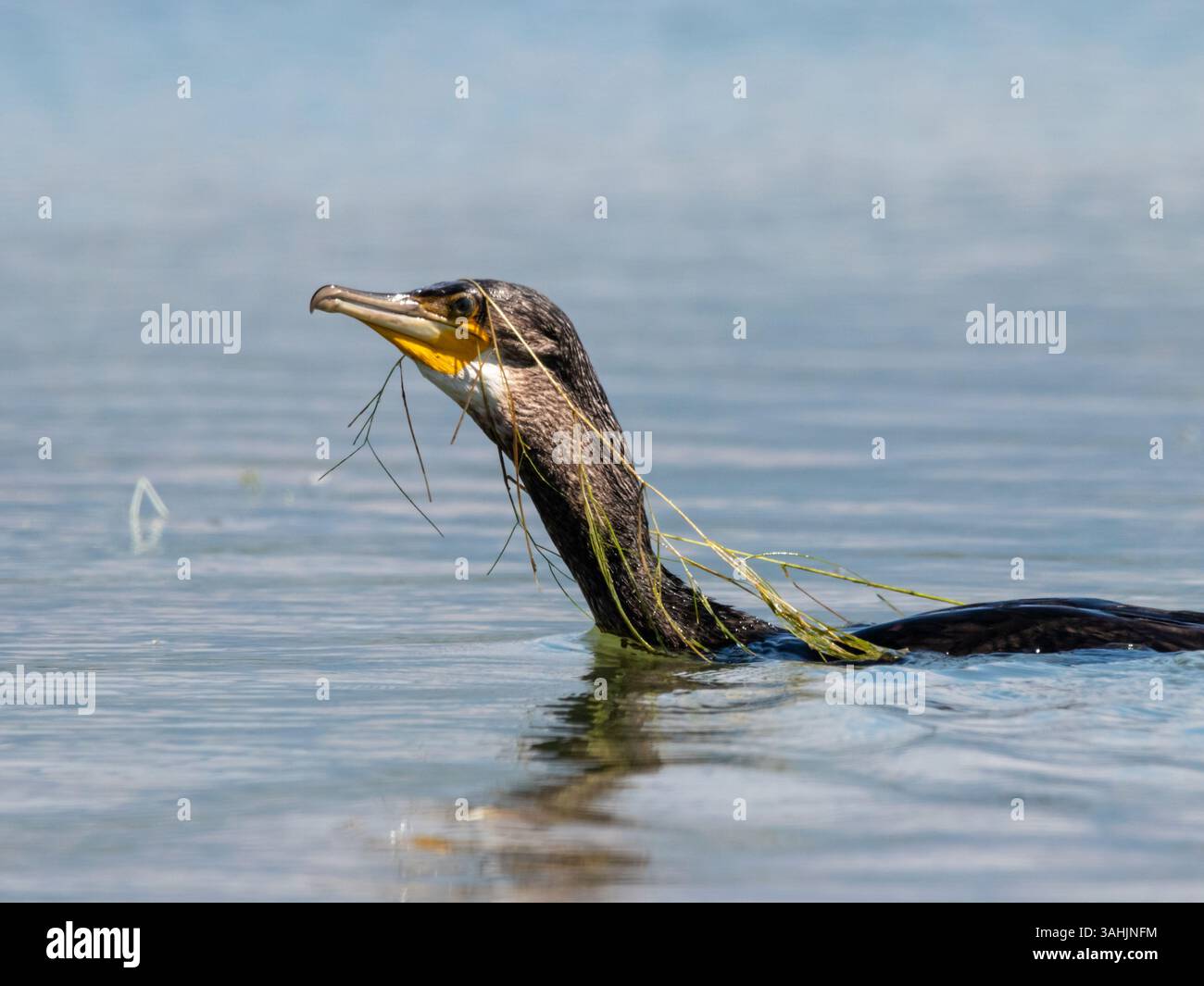 Grande cormorano Phalacrocorax che nuota sull'acqua con la ghirlanda di alghe in testa Foto Stock