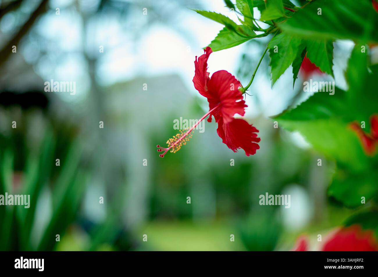 Vivace fiore di ibisco rosso con foglie verdi lussureggianti in un tranquillo giardino. Tanzania, Zanzibar Foto Stock