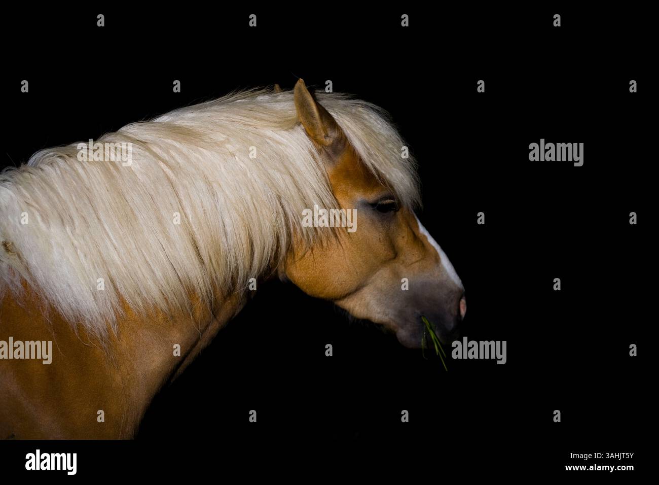 Un cavallo palomino con un cappotto dorato e criniera bianca si erge su uno sfondo nero. Foto Stock