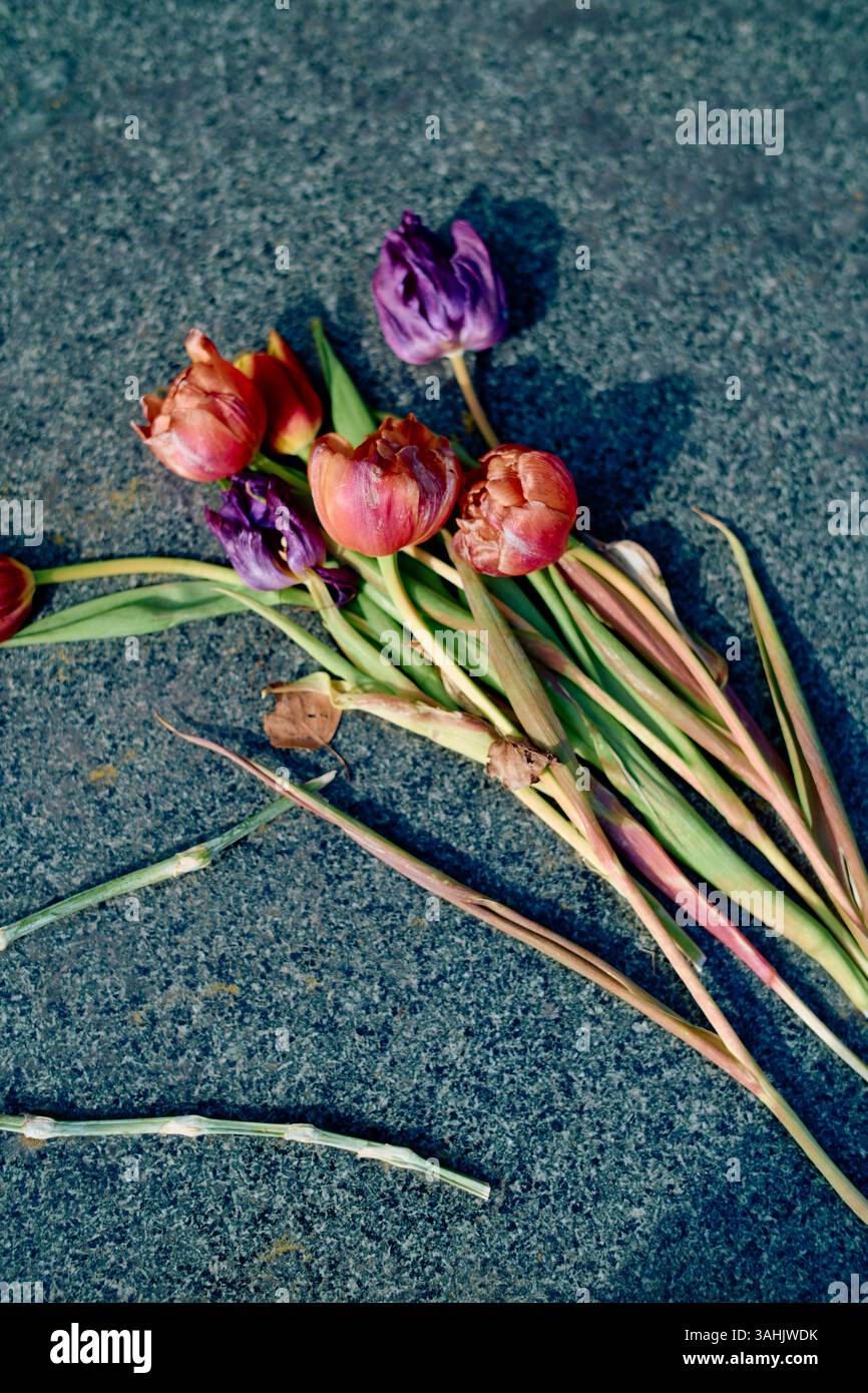 Tulipani e boccioli induriti adagiati su una superficie in pietra, che creano ombre morbide. Foto Stock