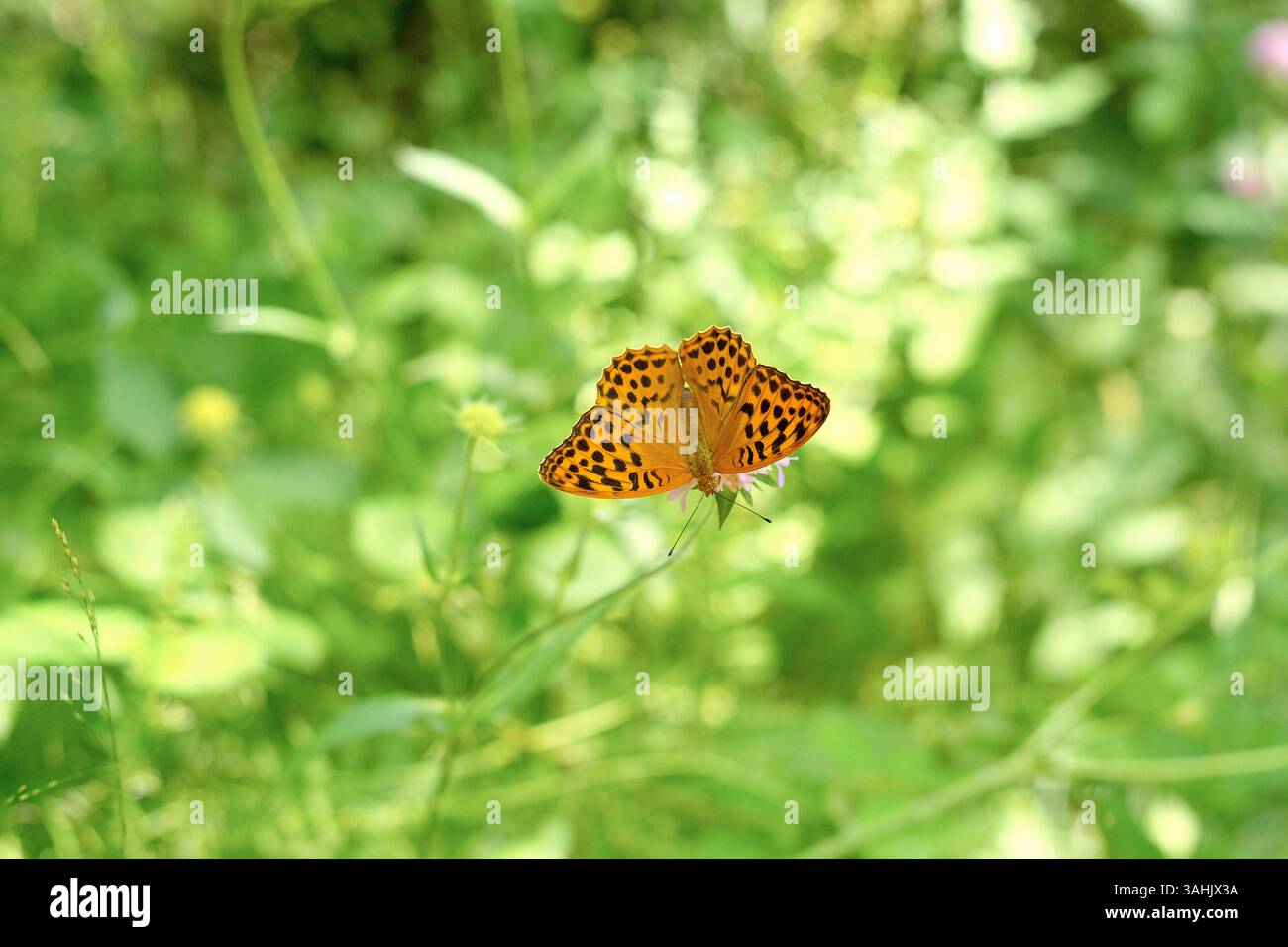 Farfalla arancione vibrante con macchie nere su sfondo verde fogliame in giardino. Francia Foto Stock
