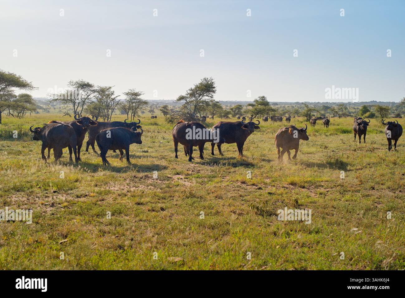 Mandria di bufali che pascolano in una vasta e soleggiata prateria con alberi sparsi. Serengeti, Tanzania Foto Stock Mandria di bufali che pascolano in una vasta e soleggiata prateria con alberi sparsi. Serengeti, Tanzania Foto Stock