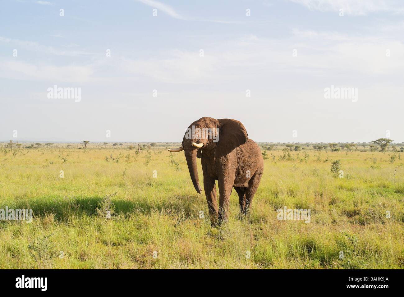 Elefante in piedi da solo in una savana soleggiata e aperta. Tanzania, Africa Foto Stock
