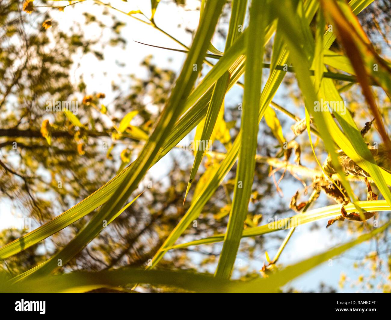 Fili d'erba Foto Stock