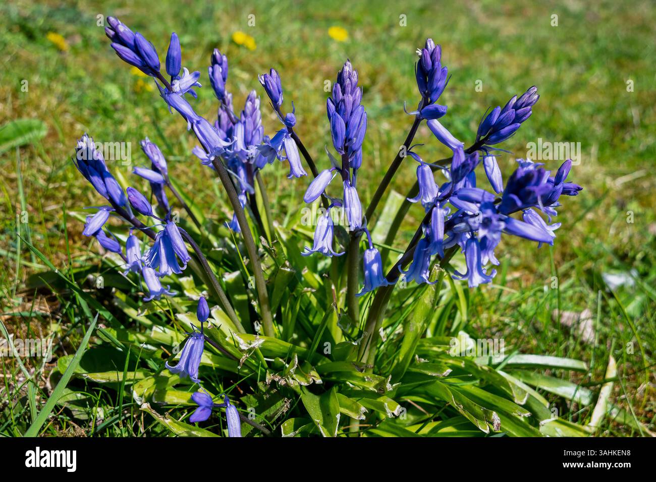 Un mucchio di campanelli annunciano il cambiamento delle stagioni. Foto Stock
