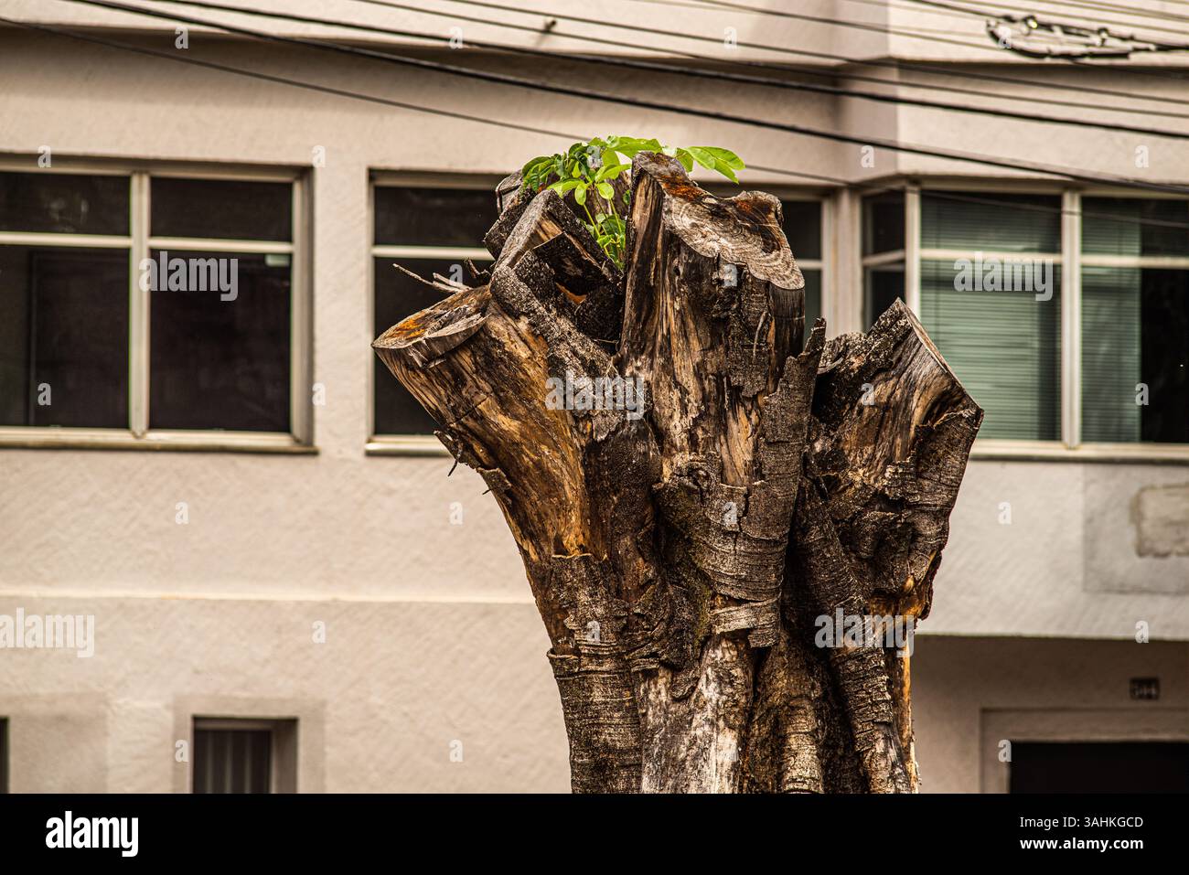 Tronco di albero morto in una strada cittadina con nuovi germogli verdi che spuntano, simboleggiando la resilienza urbana Foto Stock