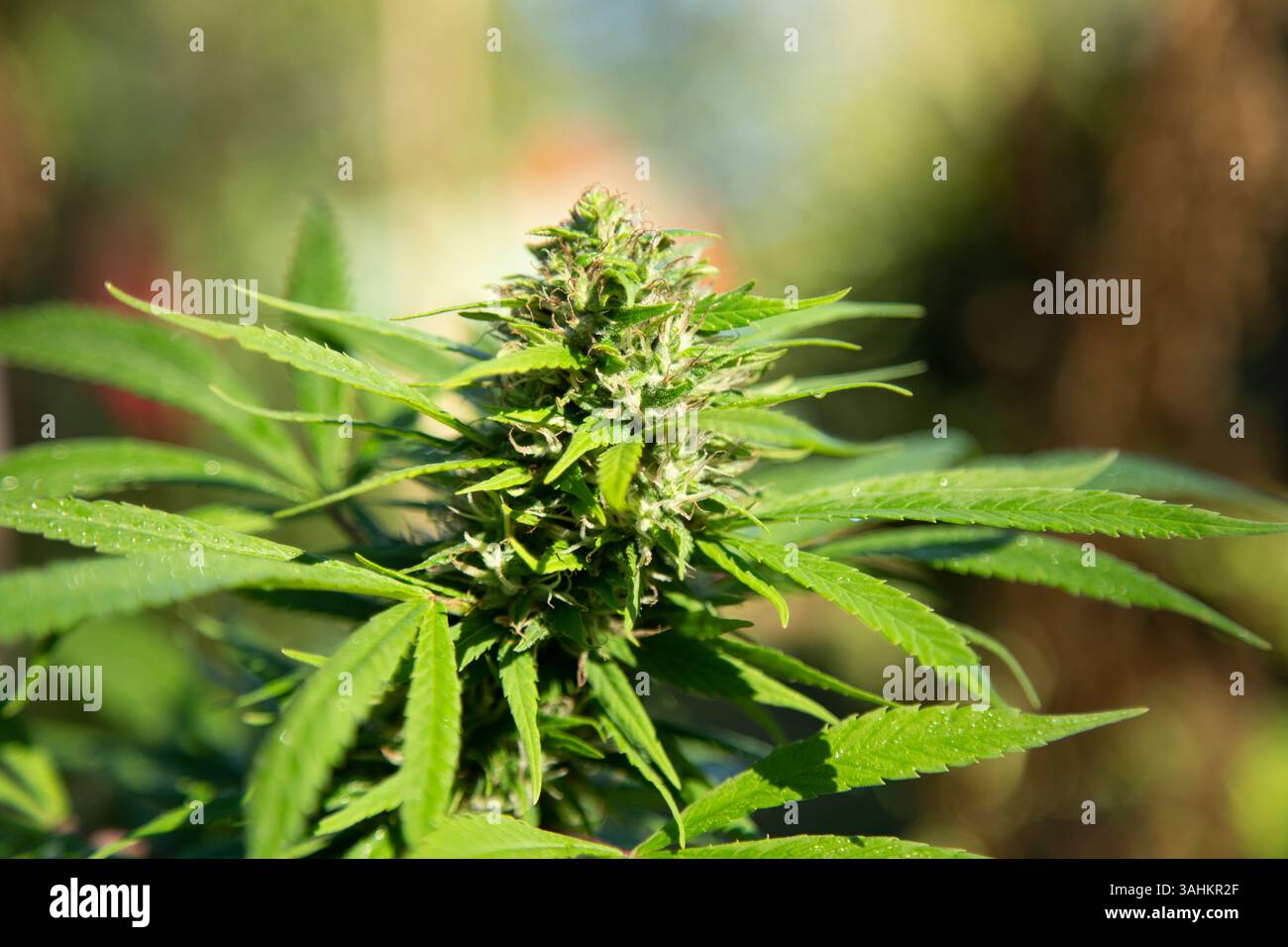 Lussureggiante pianta verde di cannabis con foglie appuntite e boccioli densi alla luce naturale del sole. Auckland, nuova Zelanda Foto Stock