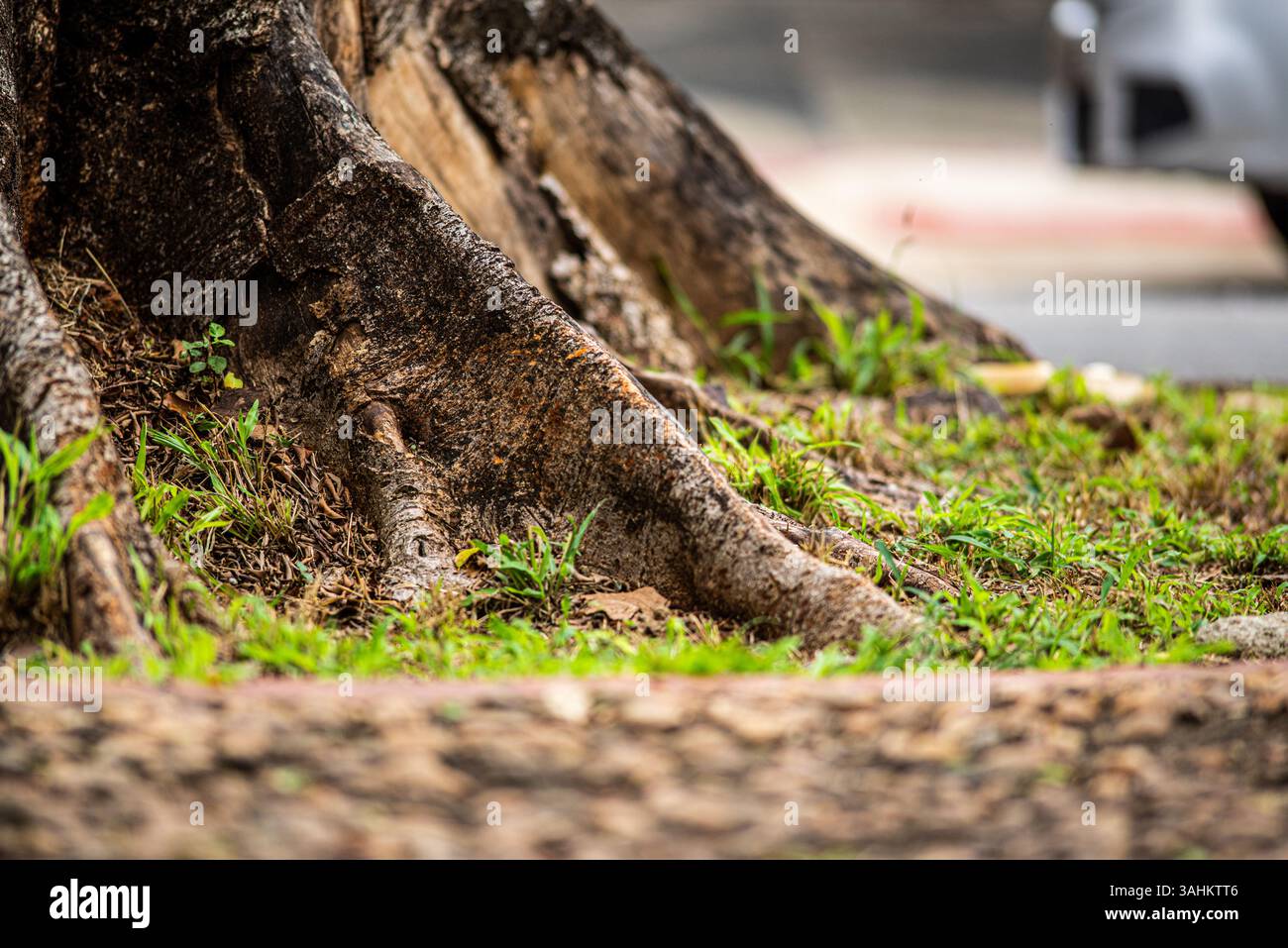 Primo piano delle radici degli alberi che crescono nell'erba urbana vicino a un marciapiede della città Foto Stock