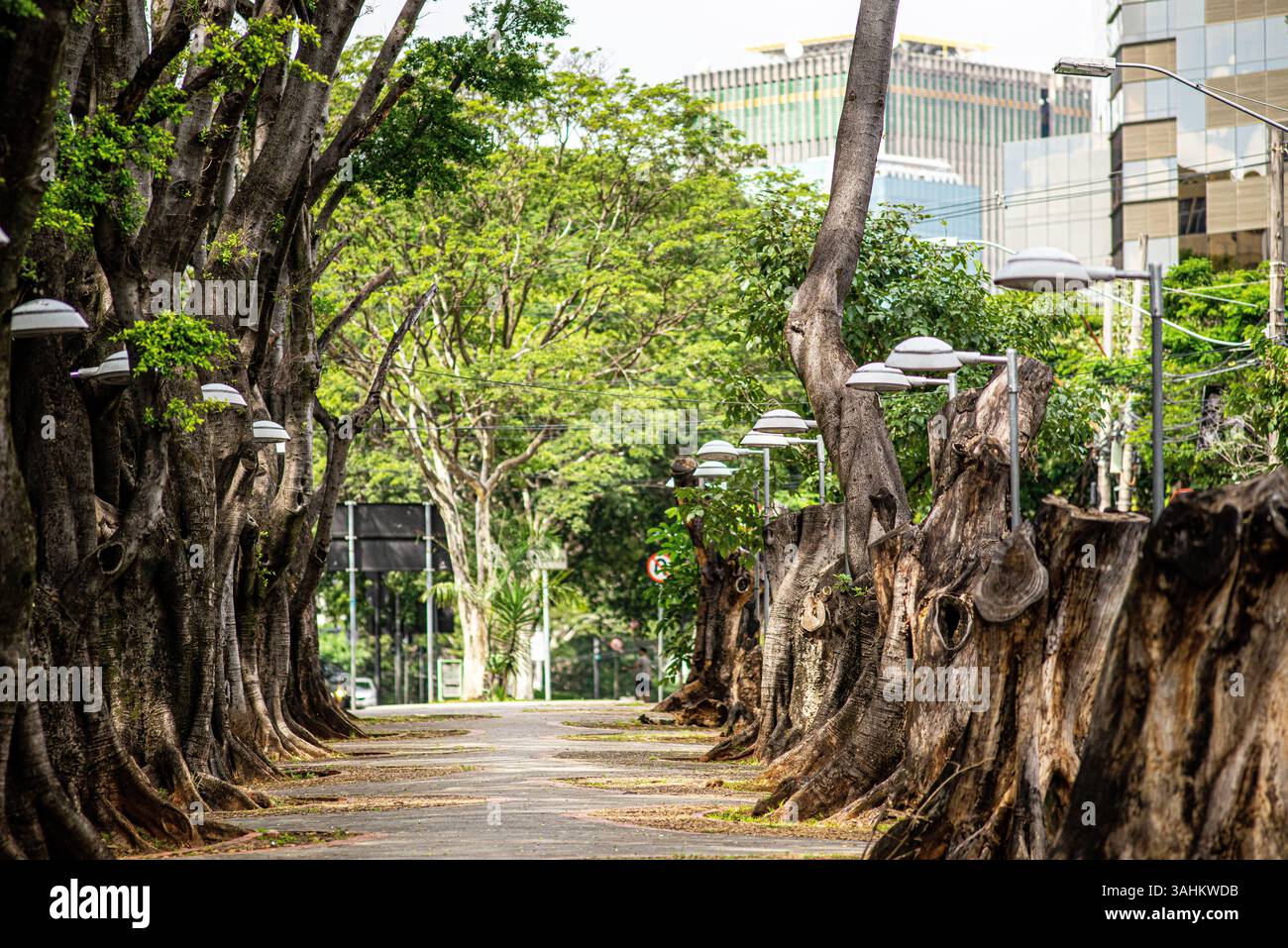 Contrasto tra alberi conservati e tagliati lungo un marciapiede della città fiancheggiato da illuminazione urbana e grattacieli sullo sfondo Foto Stock