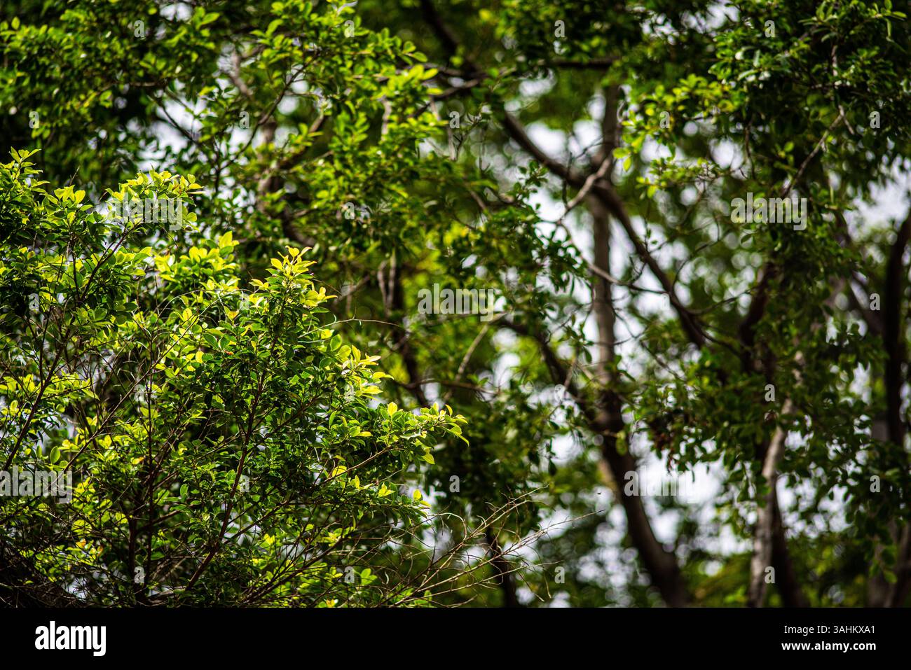 Una fitta vegetazione verde forma una lussureggiante baldacchino in una fitta foresta urbana, evidenziando la vibrante vegetazione e la biodiversità Foto Stock