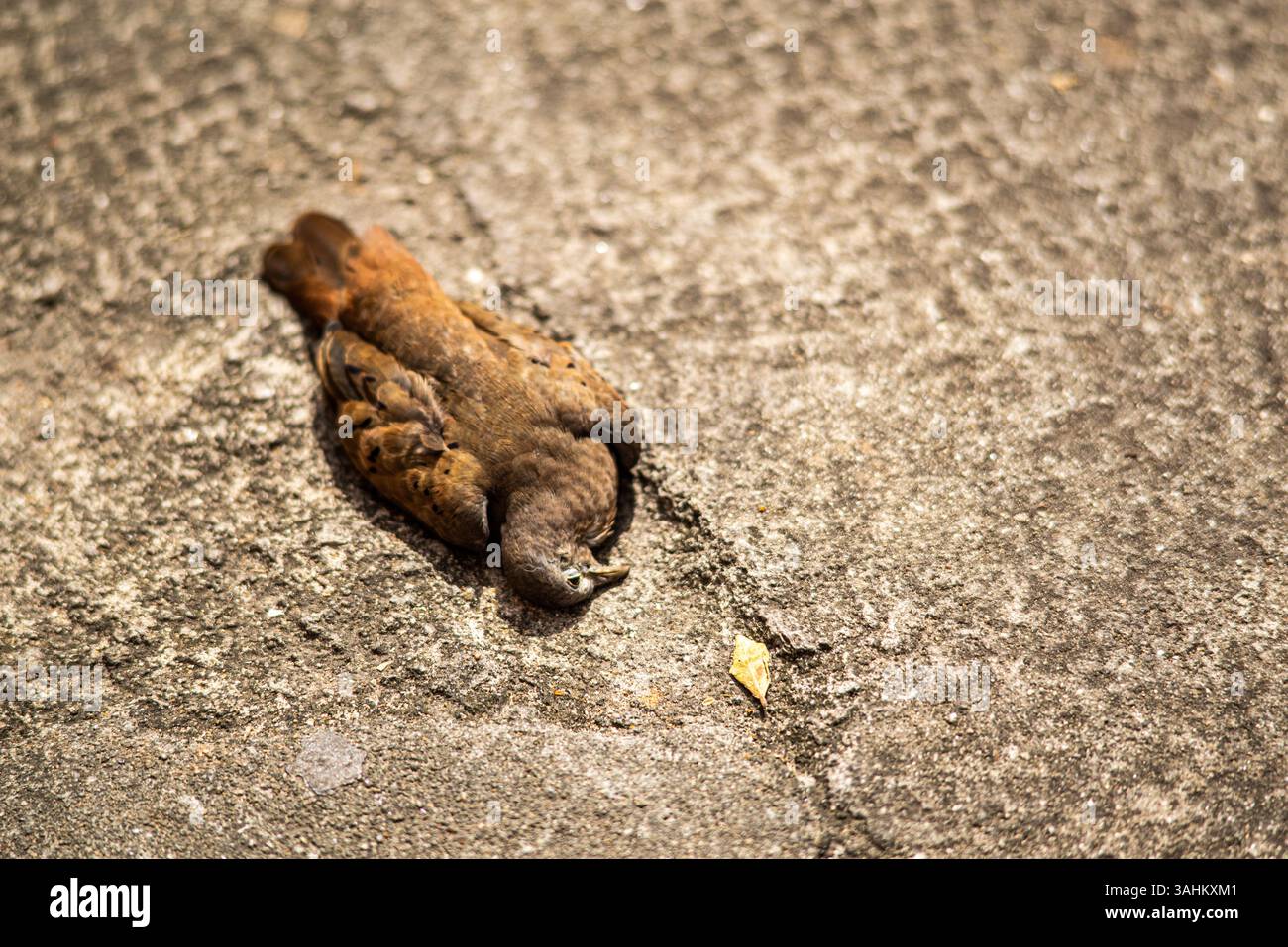 Un uccello senza vita giace su un marciapiede urbano, evidenziando la fragilità della fauna selvatica negli ambienti urbani Foto Stock