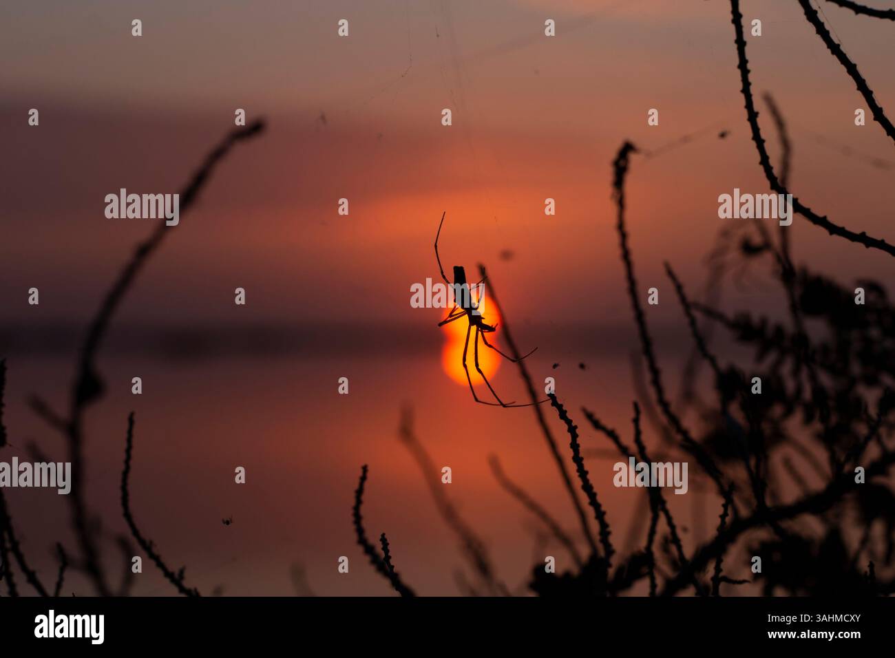 Silhouette ragno al tramonto sulle paludi della Camargue in inverno Foto Stock