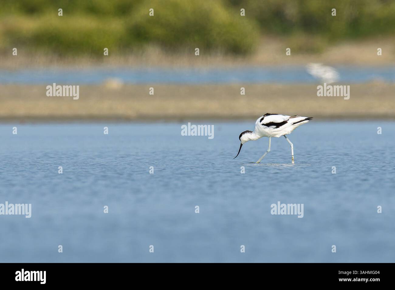 Pied avocet in cerca di cibo nell'acqua Foto Stock