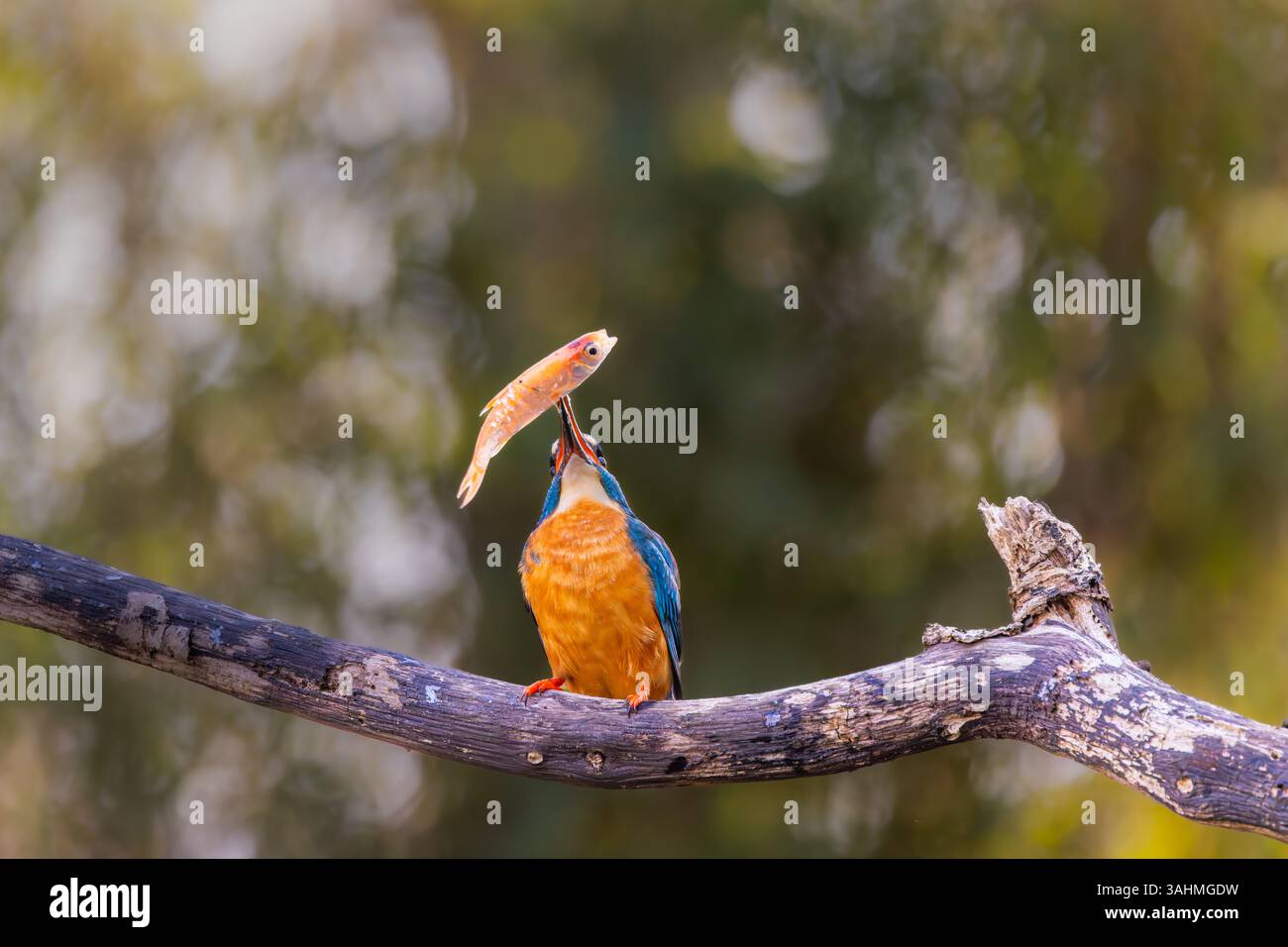 KingFisher su un ramo d'albero dopo aver preso un pesce Foto Stock