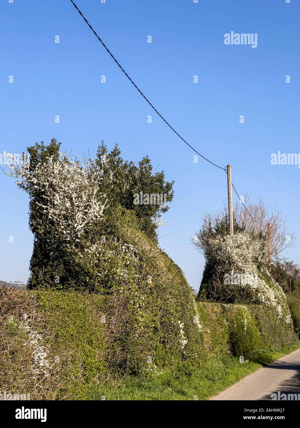 Una siepe di spina nera (prunus spinosa) nell'Herefordshire, Regno Unito, all'inizio della primavera. La sua spettacolare fioritura bianca è uno dei primi segni della primavera Foto Stock