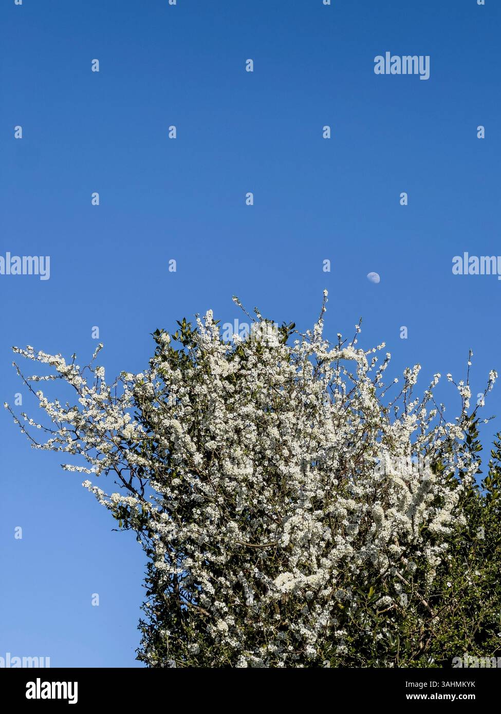 Una siepe di spina nera (prunus spinosa) nell'Herefordshire, Regno Unito, all'inizio della primavera. La sua spettacolare fioritura bianca è uno dei primi segni della primavera Foto Stock