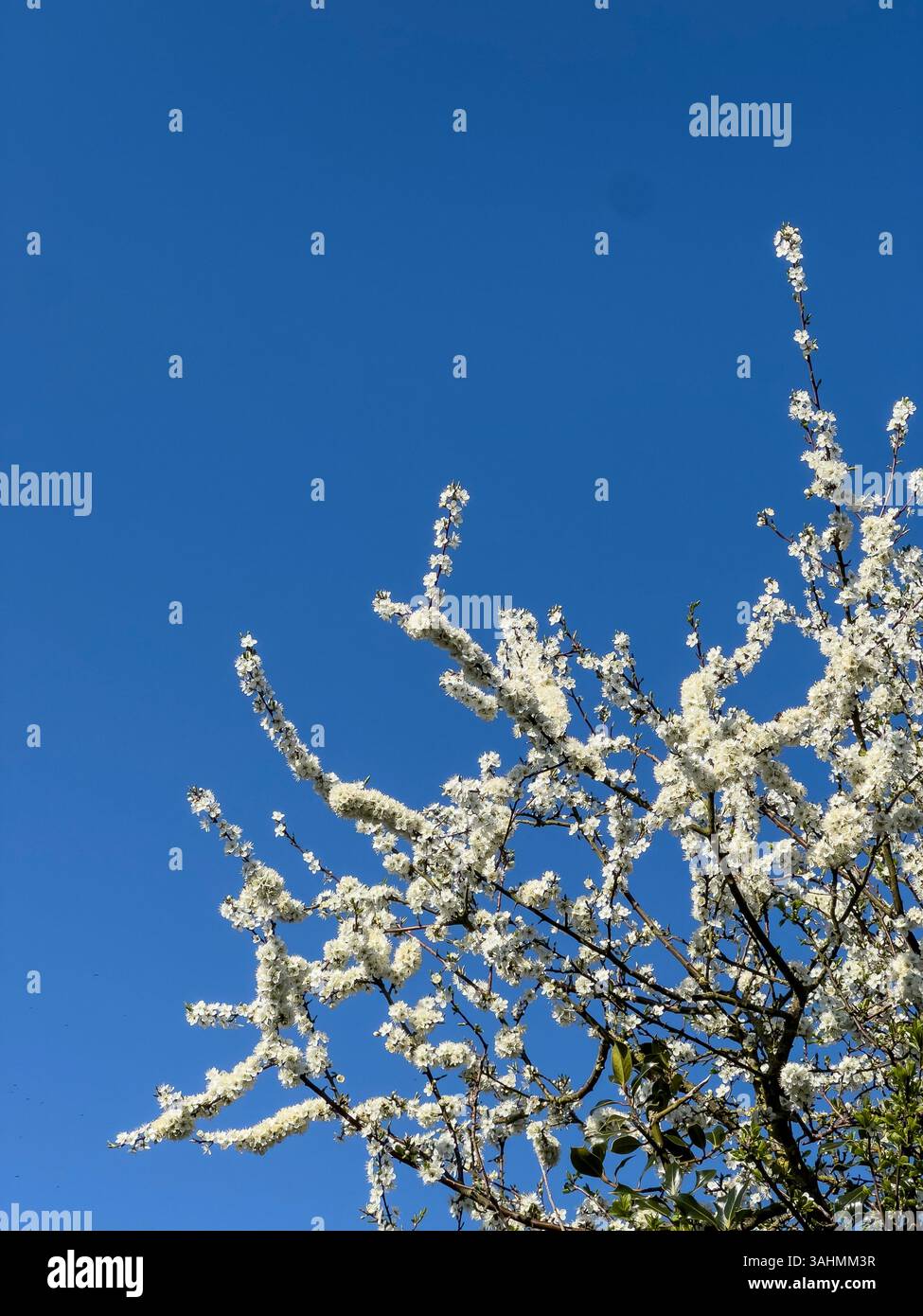 Una siepe di spina nera (prunus spinosa) nell'Herefordshire, Regno Unito, all'inizio della primavera. La sua spettacolare fioritura bianca è uno dei primi segni della primavera Foto Stock