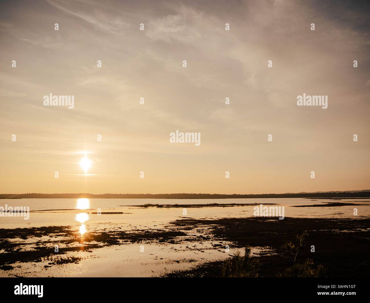 Una tranquilla foresta al Parco Nazionale Store mosse in Svezia, dove alberi alti si riflettono perfettamente nelle acque calme di un laghetto tranquillo. Foto Stock