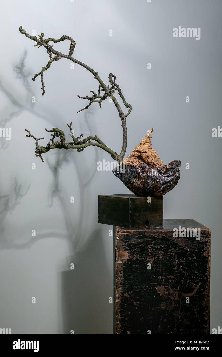 Scultura artistica di ikebana bonsai con ramo ritorto essiccato che cresce da base naturale esposta su piedistallo di legno contro parete grigia con ramo shado Foto Stock