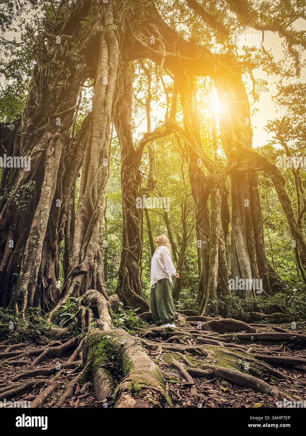 Donna vicino al Giant Fig Tree nel Giardino Botanico di Bali nella soleggiata giornata di Bedugul Foto Stock