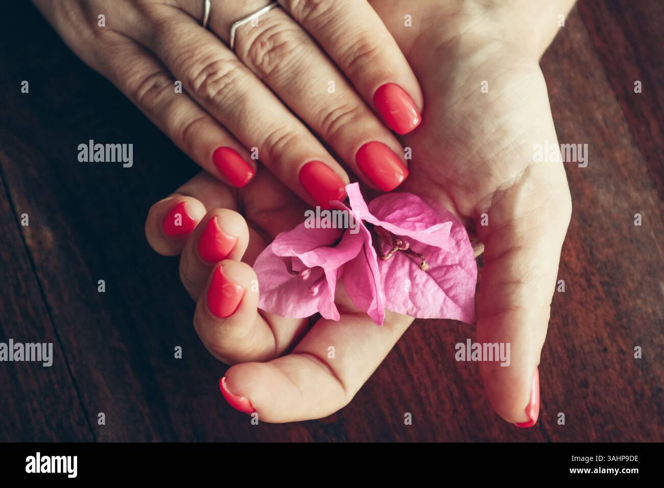 Le mani femminili con manicure di gommalacca rossa sulle unghie tengono il fiore di Bougainvillea Foto Stock