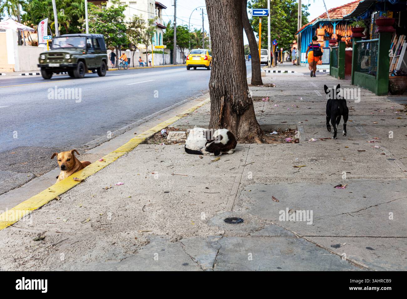 Varadero, Cuba, Repubblica di Cuba, Caraibi, cani selvatici, cani randagi, randagi, animali selvatici, cani da strada, cane, strada, libero, libero, cani liberi, da soli, Foto Stock