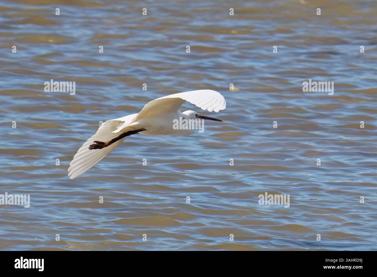 Piccola egretta in volo su un piccolo lago, Egretta garzetta; Ardeidae; Foto Stock