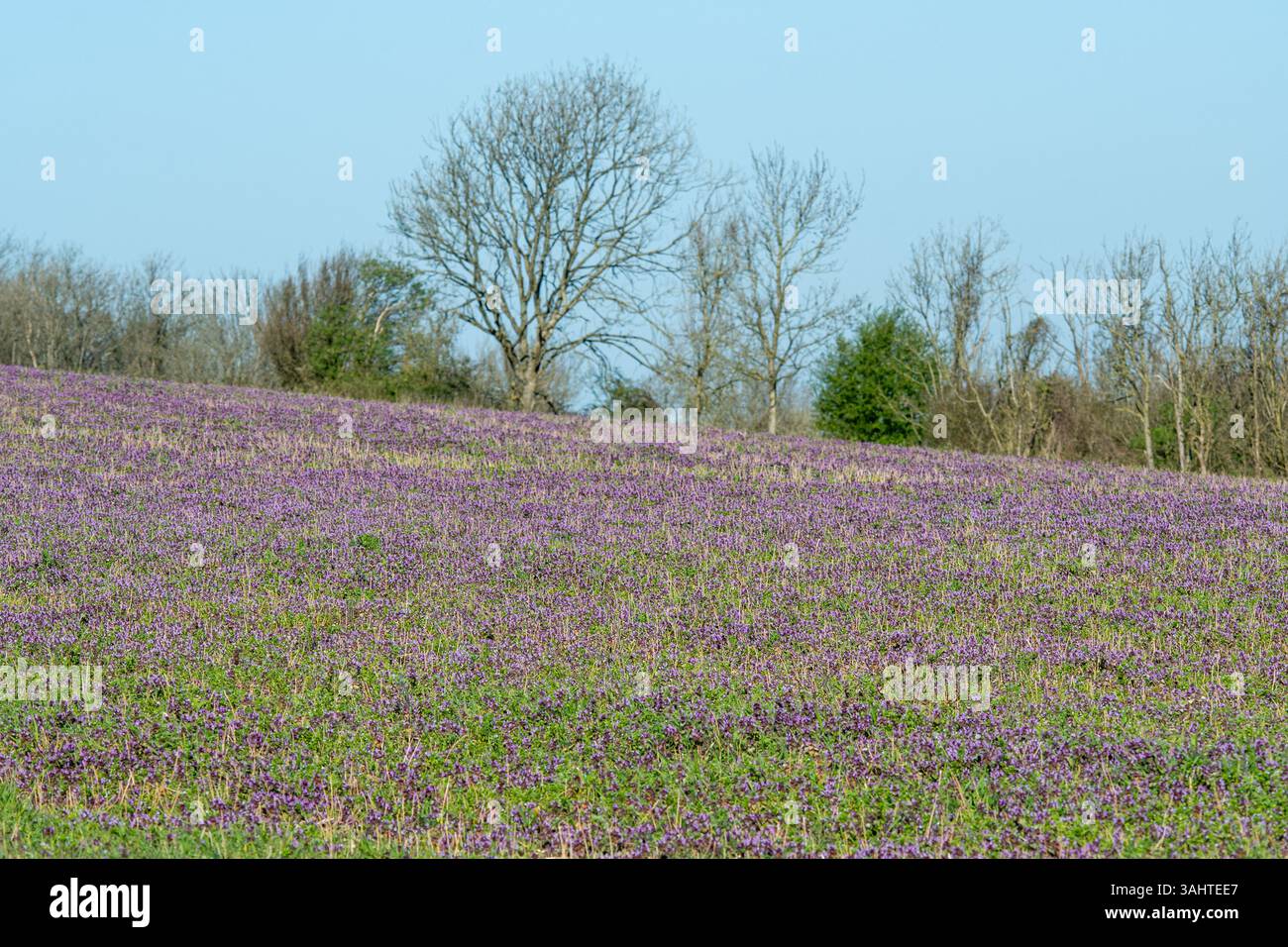 Un campo colorato pieno di fiori selvatici rossi (Lamium purpureum) nel South Downs National Park, West Sussex, Inghilterra, Regno Unito Foto Stock