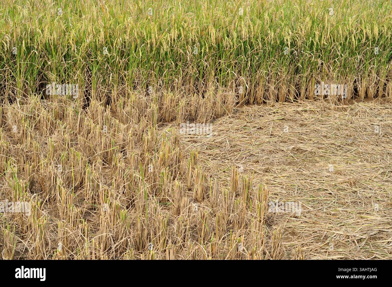 Tagliare gli steli delle piante di riso in modo selettivo Foto Stock