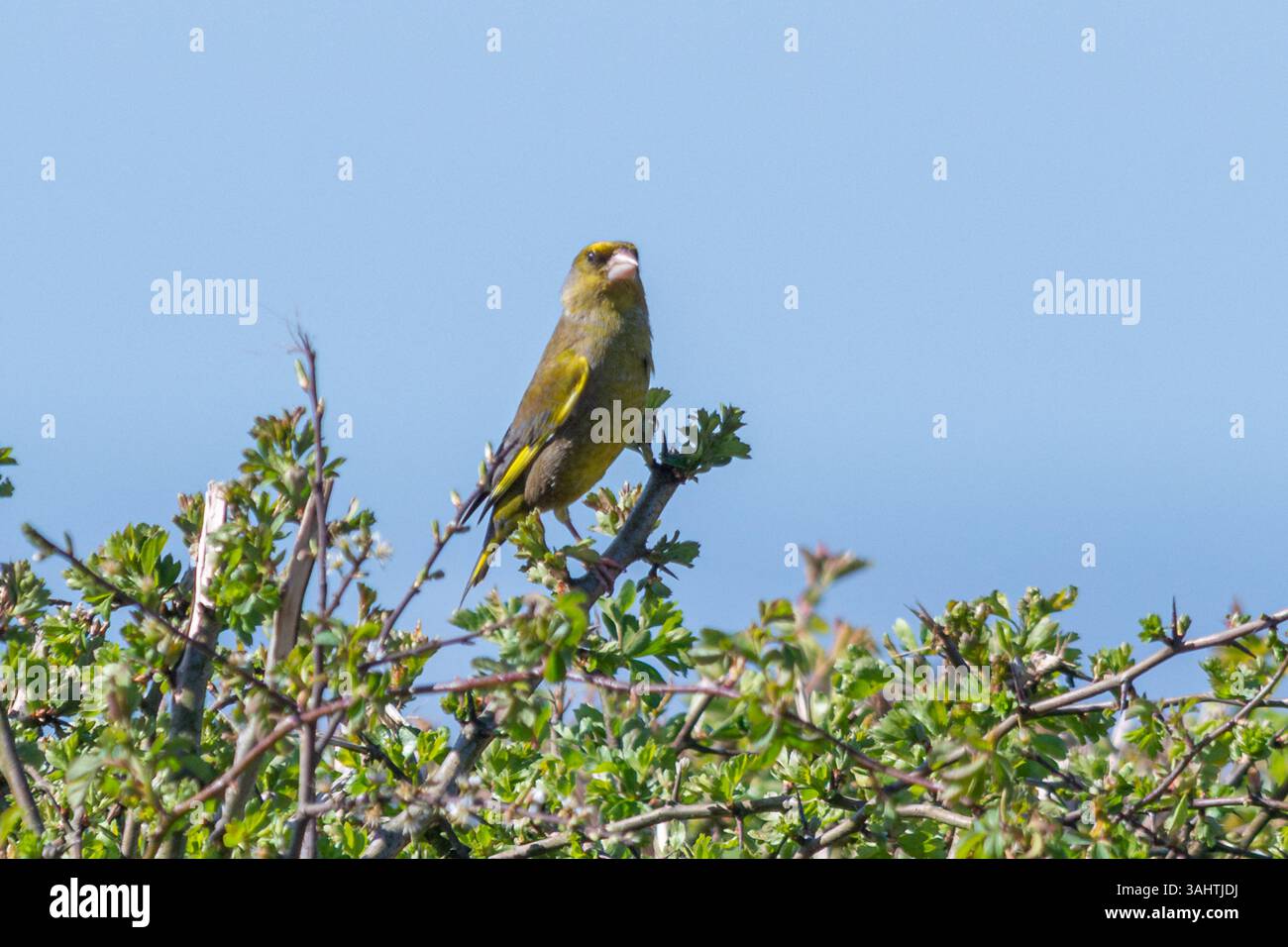 Uccello Greenfinch (Chloris chloris) arroccato su una siepe, Inghilterra, Regno Unito Foto Stock