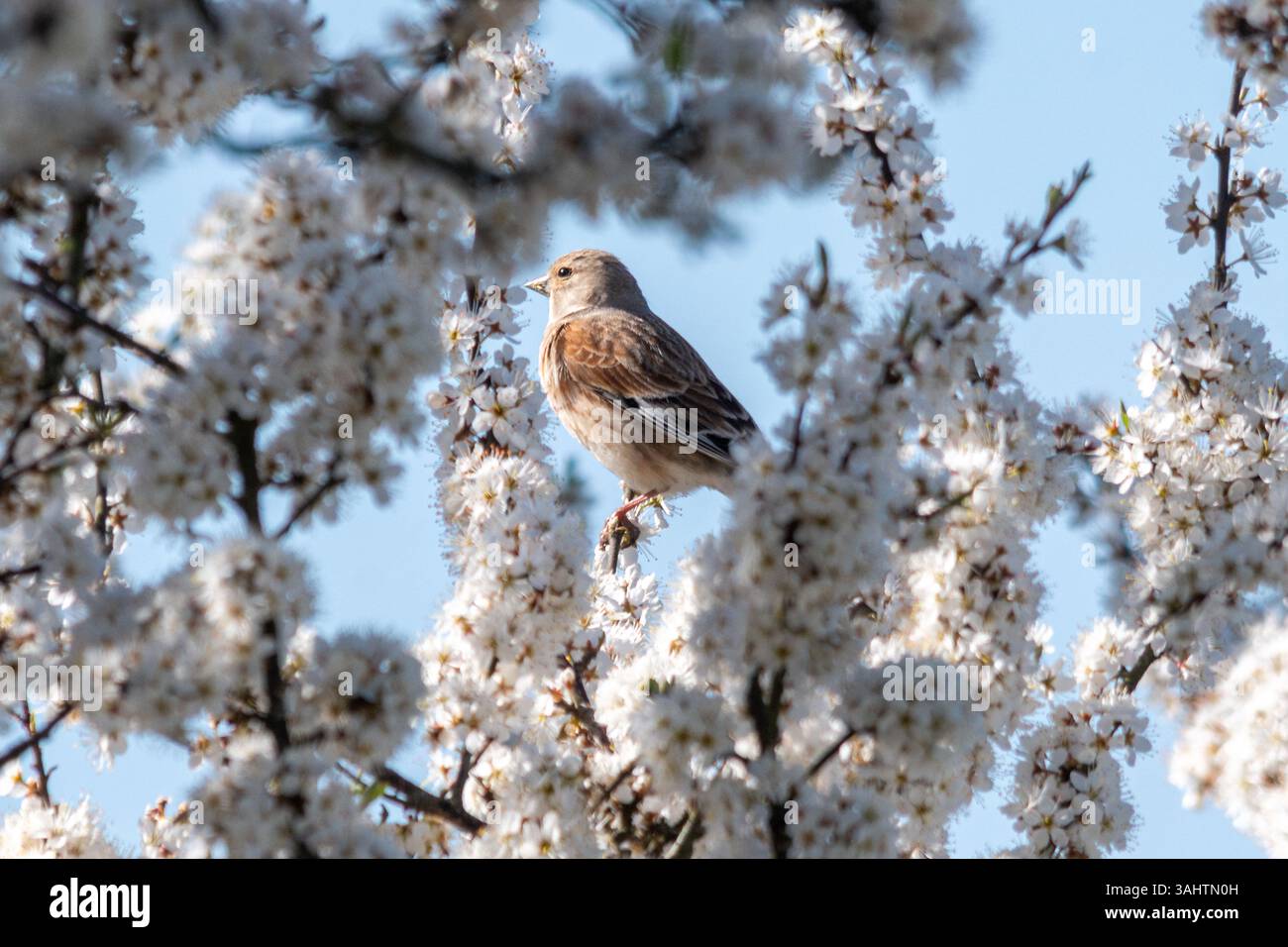 Uccello tiglio comune (Linaria cannabina) arroccato in un albero di spina nera con fiori bianchi durante la primavera, Inghilterra, Regno Unito Foto Stock