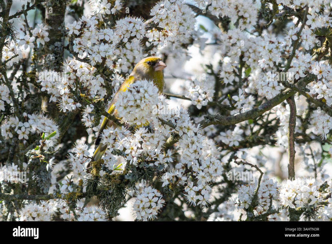 Uccello Greenfinch (Chloris chloris) arroccato in un albero di spina nera con fiori bianchi in primavera, Inghilterra, Regno Unito Foto Stock