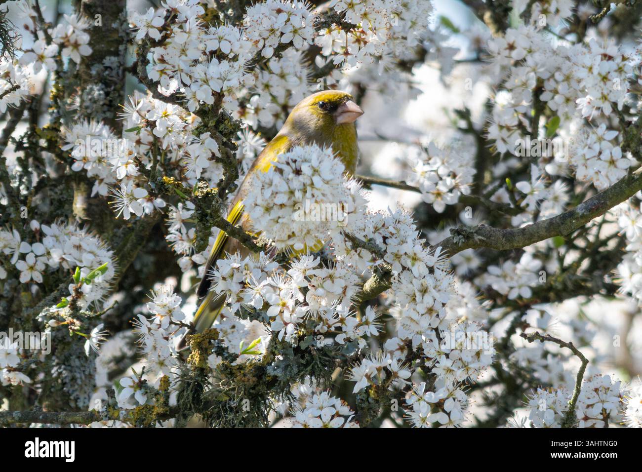 Uccello Greenfinch (Chloris chloris) arroccato in un albero di spina nera con fiori bianchi in primavera, Inghilterra, Regno Unito Foto Stock