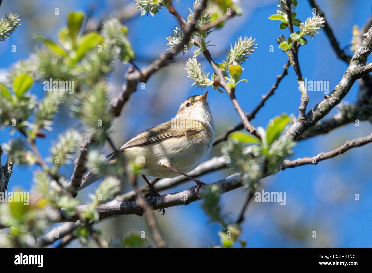 Chiffchaff (Phylloscopus collybita) uccello, una piccola parula marrone oliva, arroccata su un albero durante la primavera, Inghilterra, Regno Unito Foto Stock