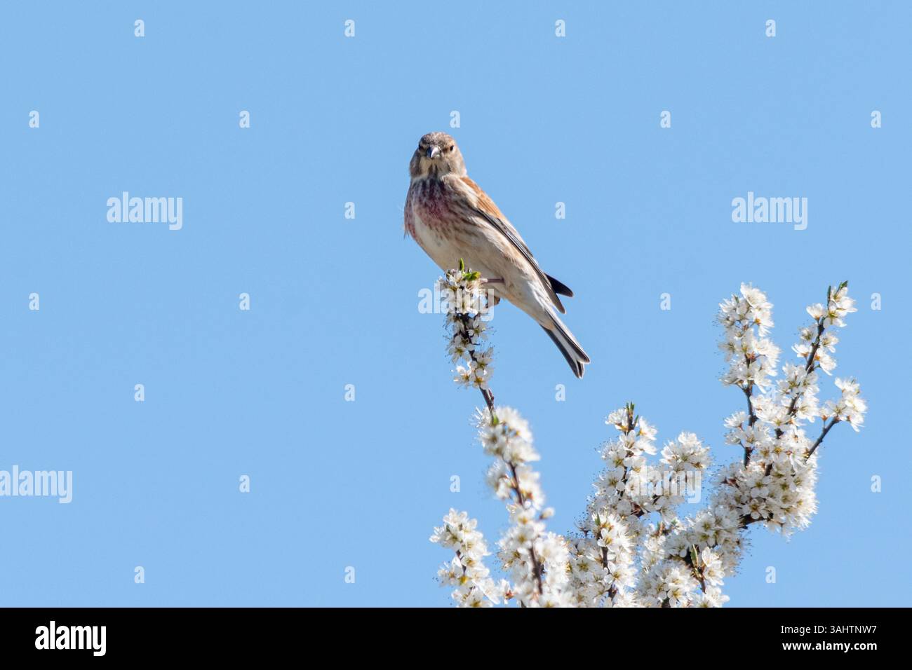 Uccello tiglio comune (Linaria cannabina) arroccato in un albero di spina nera con fiori bianchi durante la primavera, Inghilterra, Regno Unito Foto Stock