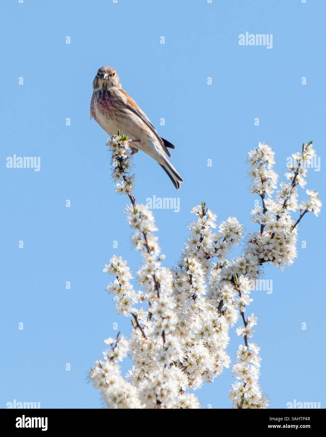 Uccello tiglio comune (Linaria cannabina) arroccato in un albero di spina nera con fiori bianchi durante la primavera, Inghilterra, Regno Unito Foto Stock