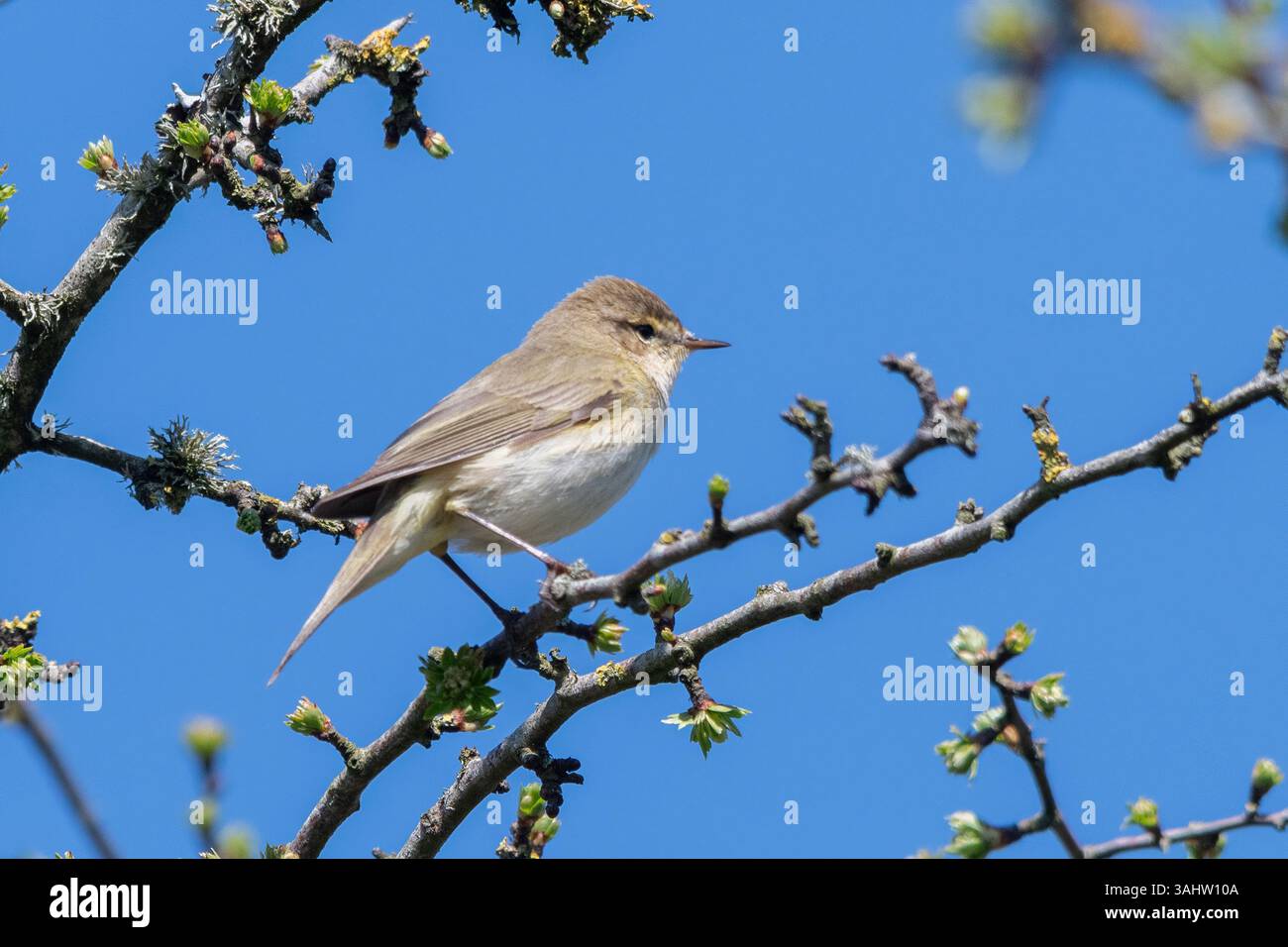 Chiffchaff (Phylloscopus collybita) uccello, una piccola parula marrone oliva, arroccata su un albero durante la primavera, Inghilterra, Regno Unito Foto Stock