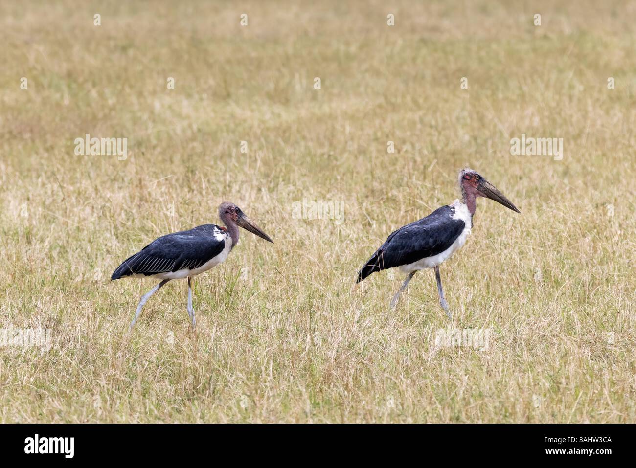 Un paio di cicogne di marabou, Leptoptilos crumenifer, camminando attraverso l'erba lunga del Masai Mara. Questi grandi uccelli sono scavengers e si nutrono principalmente di Foto Stock