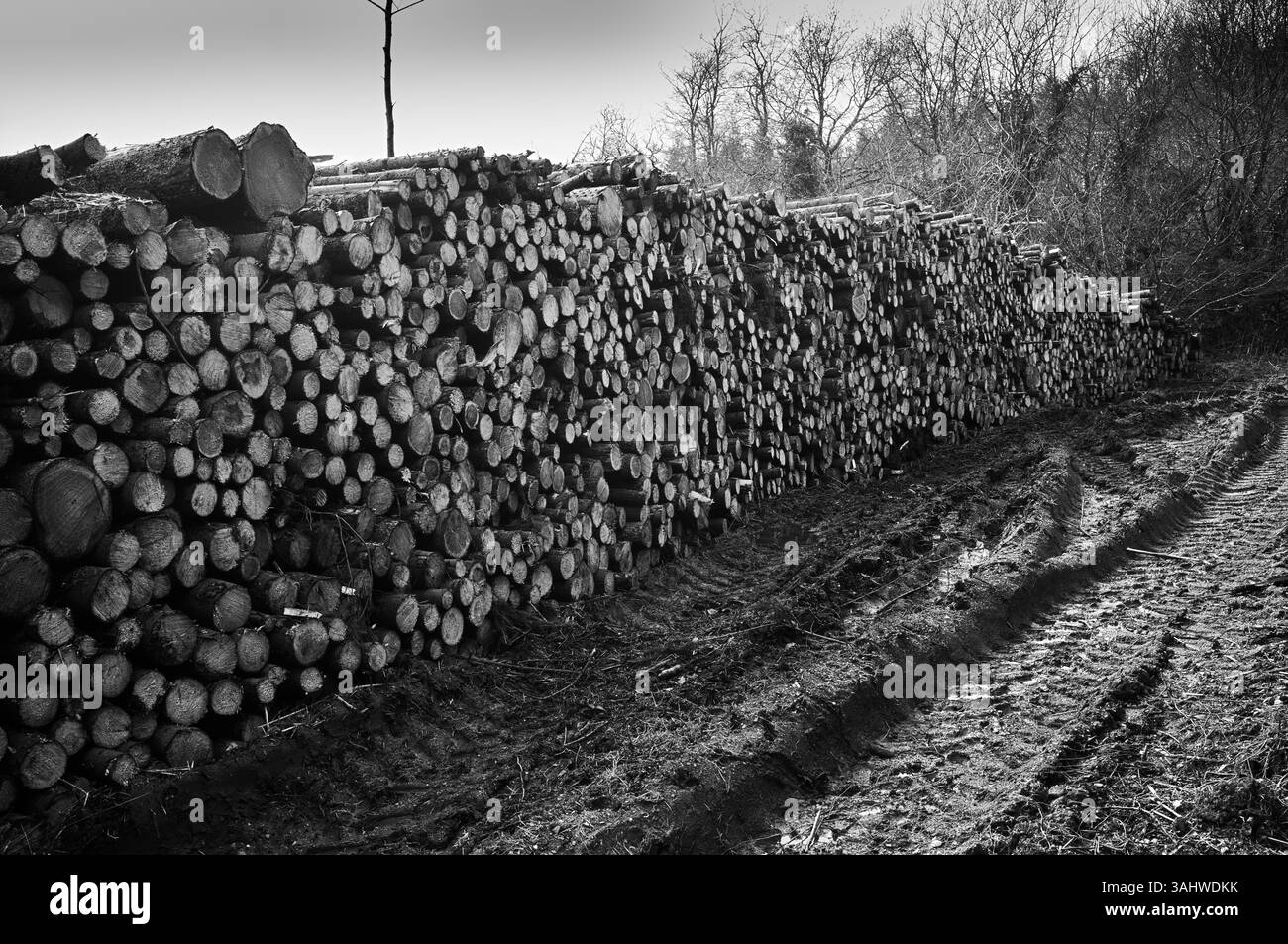 Pino impilato in alto nella foresta di Wentwood. Fango Foto Stock