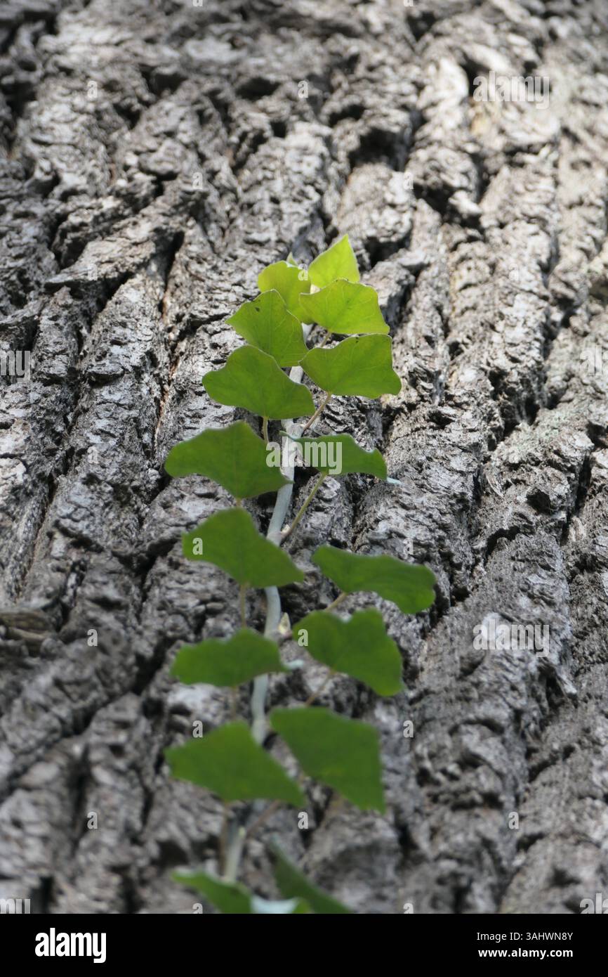Edera nella luce Foto Stock