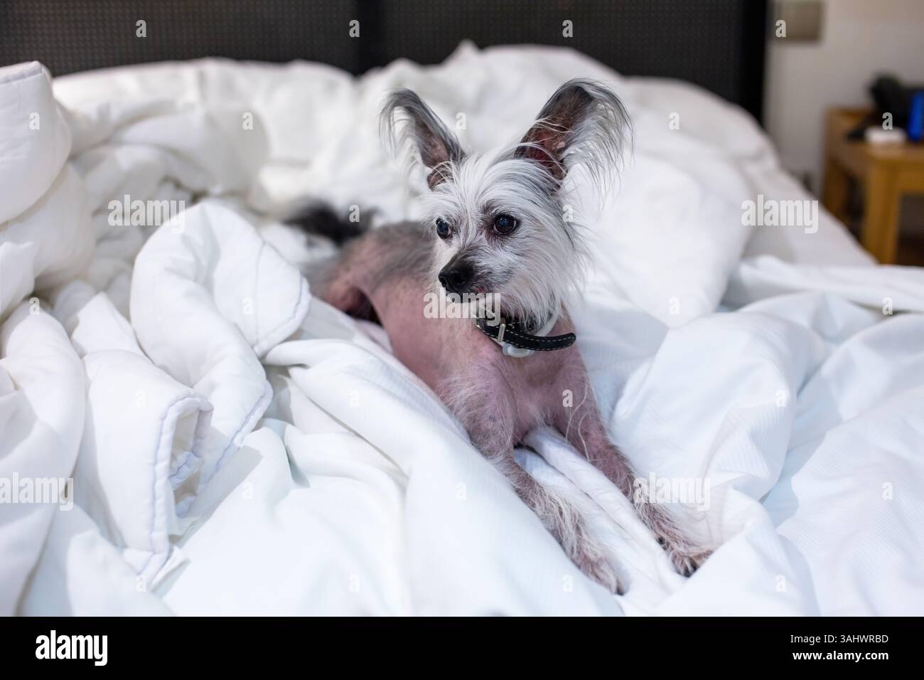 Cane Crested Cinese che dorme tranquillamente in camera da letto Foto Stock