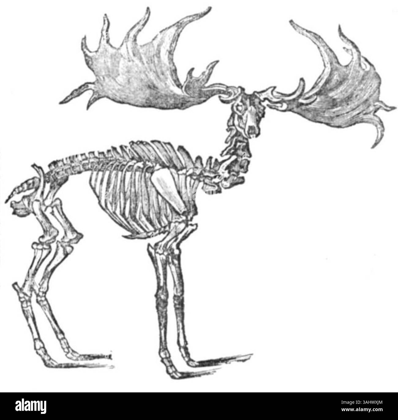 Illustrazione dello scheletro quasi completo dell'alce irlandese, scoperto nel 1824 in una torbiera di Rathcannon vicino a Limerick, in Irlanda. Questi resti fossili di Cervus megaceros, il Cervo gigante, furono significativi nello studio delle specie preistoriche in Irlanda e contribuirono alla comprensione scientifica. Foto Stock