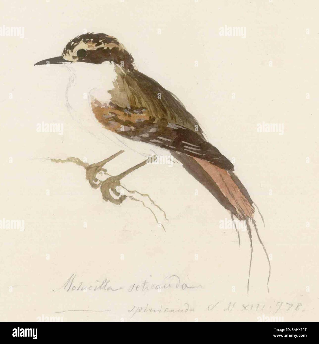 Un disegno ad acquerello del rayadito dalla coda di spina (Aphrastura spinicauda), creato da Georg Forster durante il secondo viaggio di James Cook nel Pacifico. Questa opera d'arte, realizzata nel 1774, faceva parte della documentazione di Forster sulla fauna selvatica durante la spedizione. Foto Stock Un disegno ad acquerello del rayadito dalla coda di spina (Aphrastura spinicauda), creato da Georg Forster durante il secondo viaggio di James Cook nel Pacifico. Questa opera d'arte, realizzata nel 1774, faceva parte della documentazione di Forster sulla fauna selvatica durante la spedizione. Foto Stock