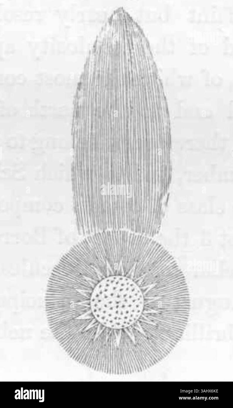 La rappresentazione di Johannes Hevelius della cometa del 1661, un corpo celeste osservato e registrato dall'astronomo. Questa cometa in seguito divenne nota come Ikeya-Zhang, una cometa periodica. Foto Stock
