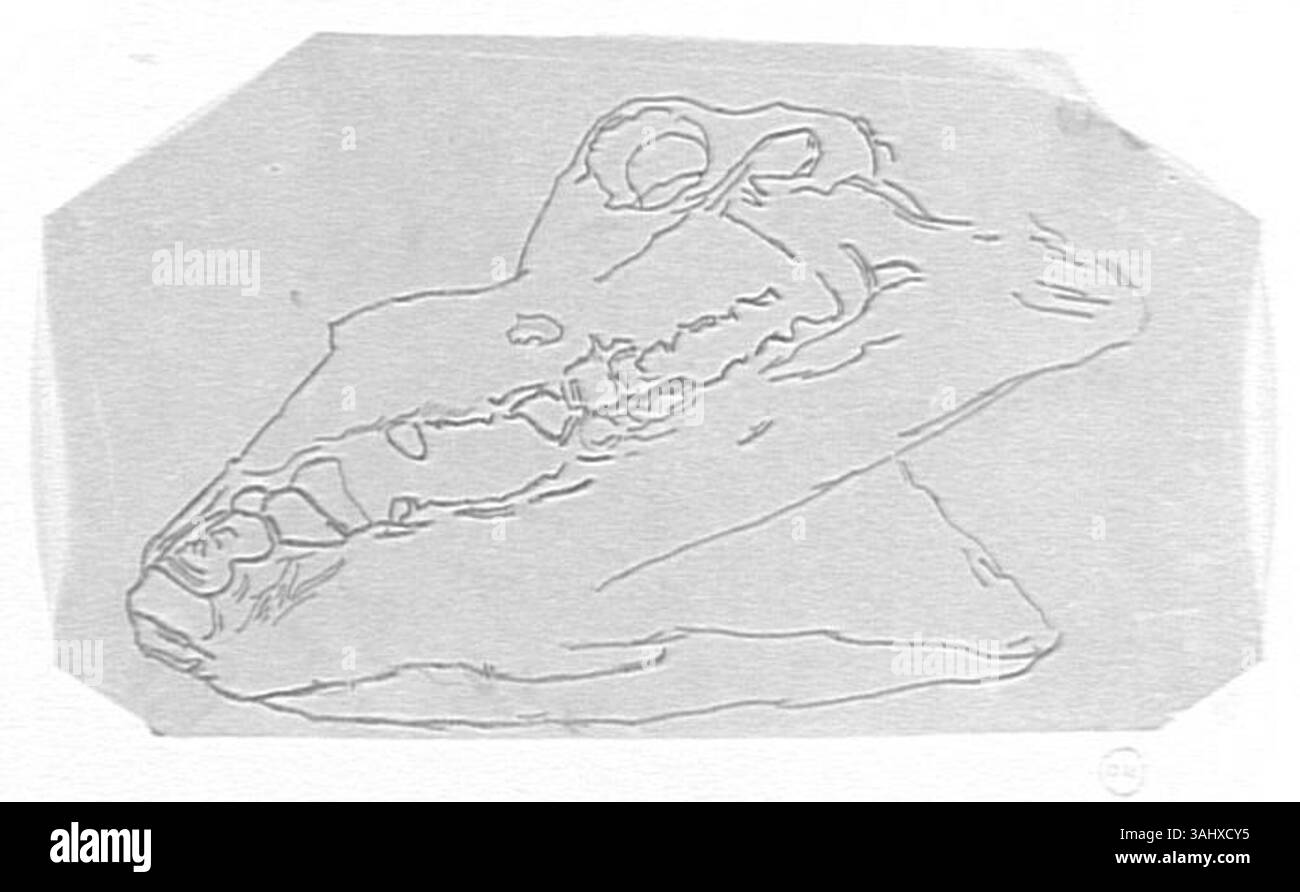 Questo studio di Gustave Moreau, datato tra il 1850 e il 1895, raffigura la mascella di un animale, mostrando l'attenzione dell'artista sull'anatomia animale in preparazione delle sue opere più grandi. Evidenzia le caratteristiche anatomiche dettagliate e la struttura della mascella, un motivo ricorrente negli studi di Moreau sugli animali. Foto Stock