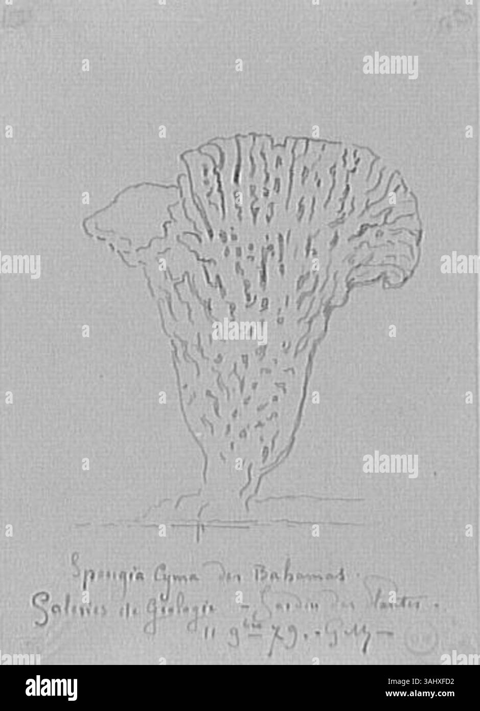 "Etude d'éponge des Bahamas" è uno studio delle specie di spugne marine di Gustave Moreau, incentrato sulla struttura naturale e la struttura dettagliata della vita marina. Foto Stock