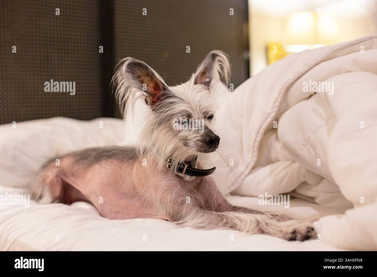 Rilassato cane cinese Crested sul letto dell'hotel Foto Stock