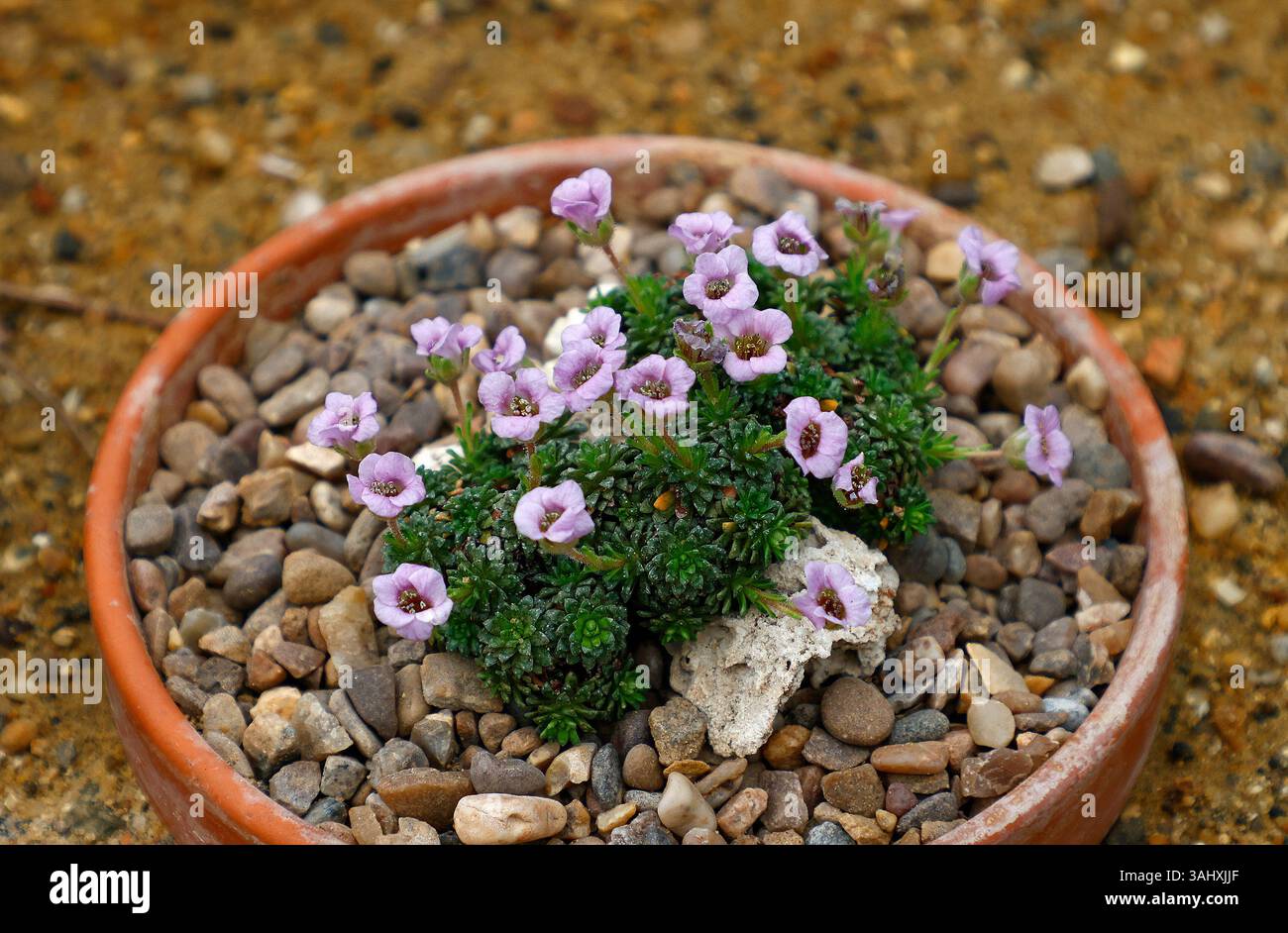Primo piano dei fiori viola della pianta rocciosa sempreverde a bassa crescita saxifraga dora ross, coltivata in un piatto di terracotta. Foto Stock