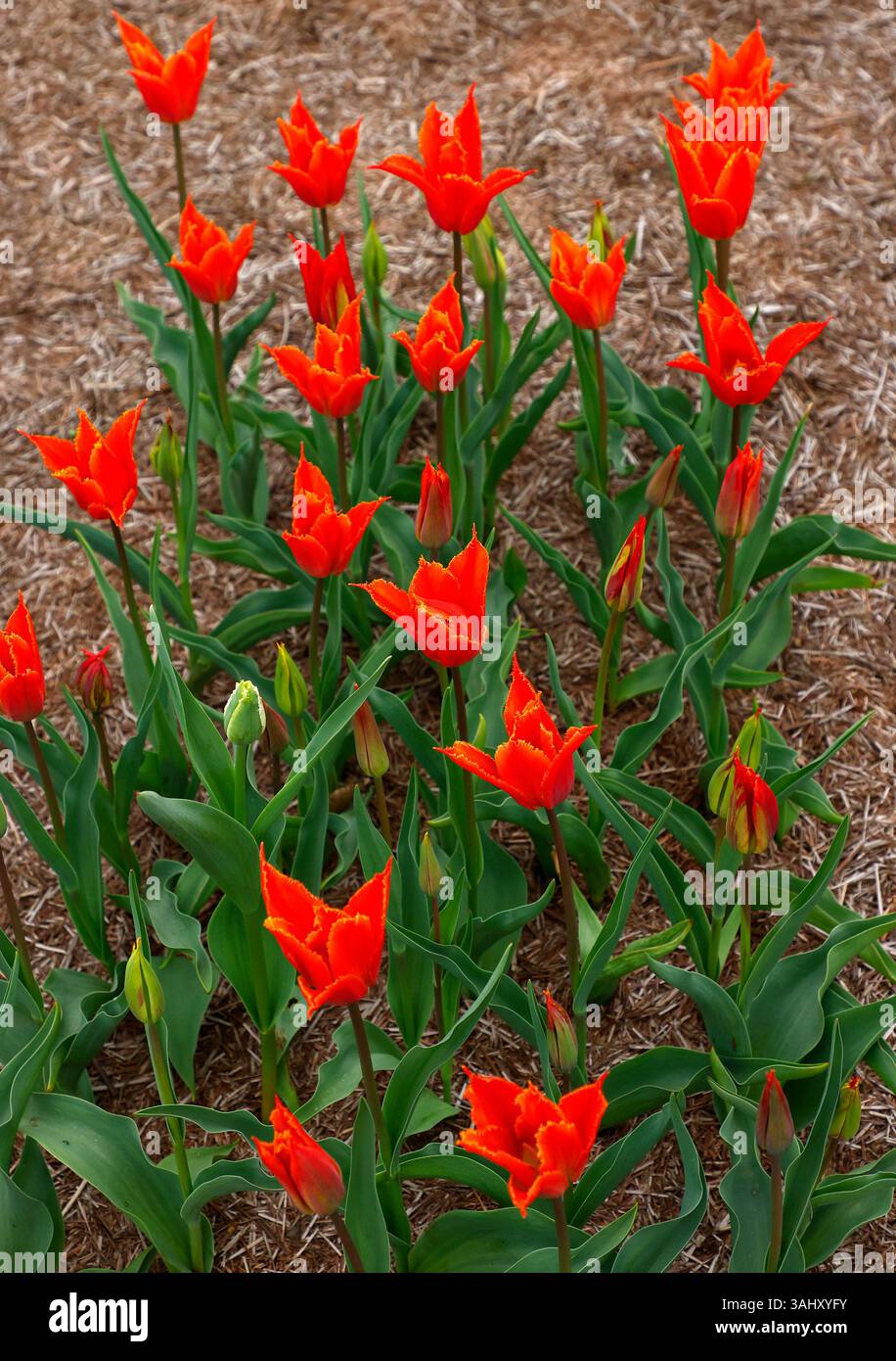 Primo piano dei fiori orlati di arancia della fioritura primaverile tulipani tulipani di tulipani. Foto Stock